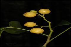 Vepris bilocularis